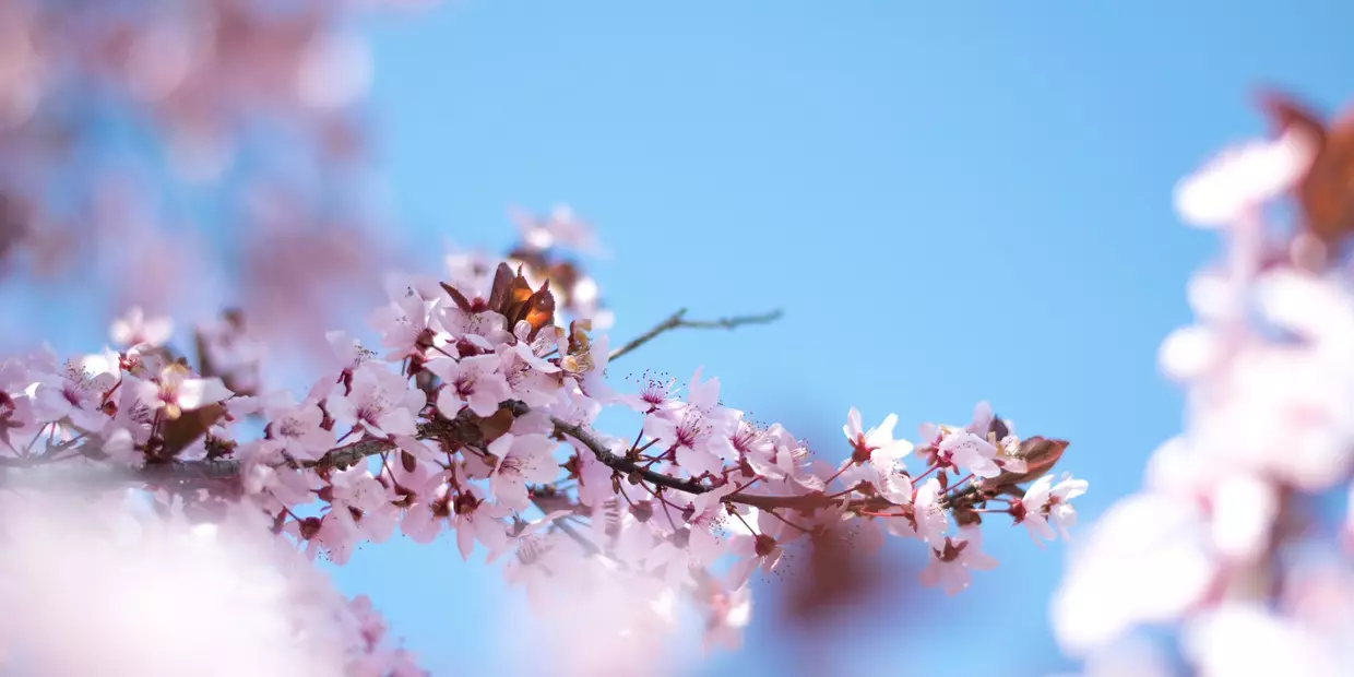 Cherry blossom (c) Jake Weirick / Unsplash