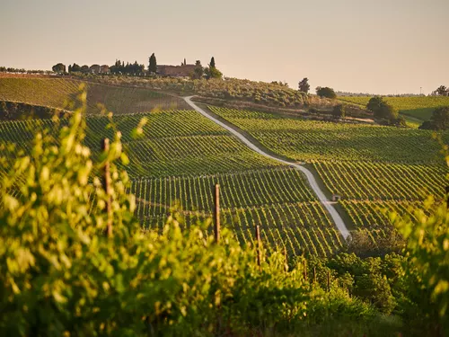 Vineyards in the hilly countryside of the Chianti region in the evening light (c) photo Johny Goerend / Unsplash