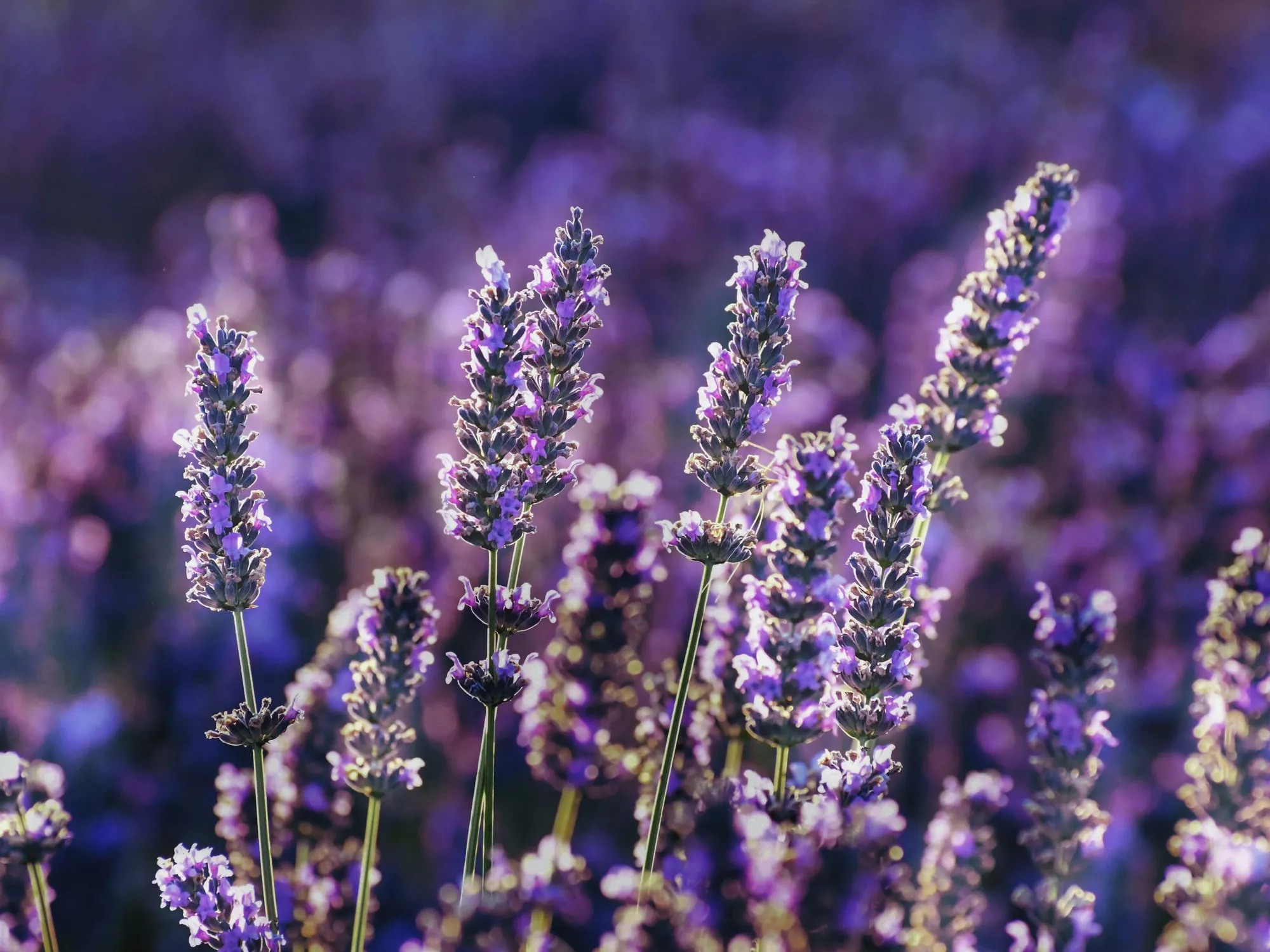 Lavendel (c) Foto Baraa Jalahej / Unsplash