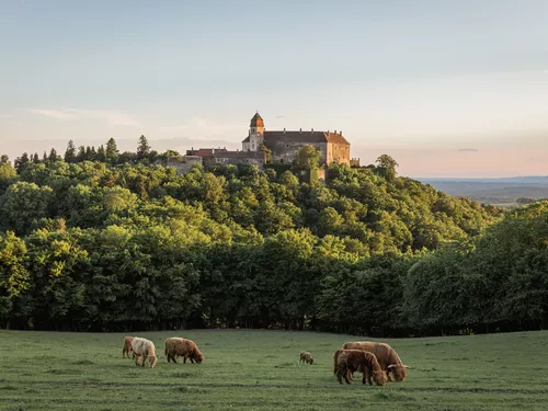 Bernstein Castle on a wooded hill with grazing Highland cattle on the plain in the foreground (c) Matthias Kronfuss