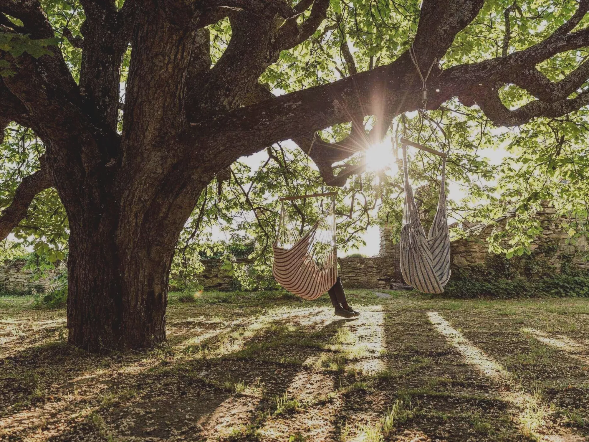 Old tree with relaxing hammock seats at Burg Bernstein in Burgenland (c) Foto Matthias Kronfuss
